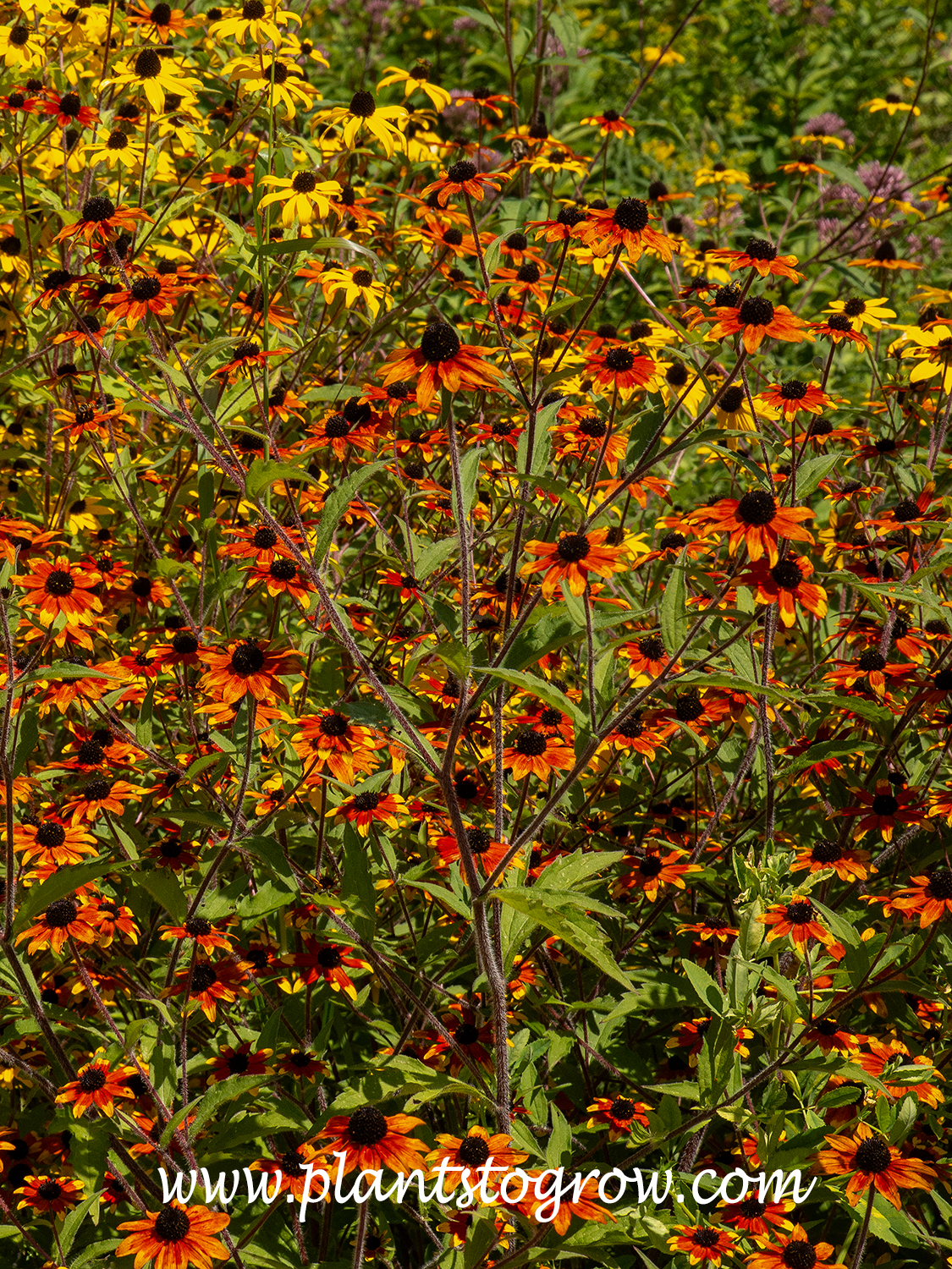 Prairie Glow Rudbeckia (Rudbeckia triloba) 
This displays the striking burnt orange flowers that have prominent center cones.